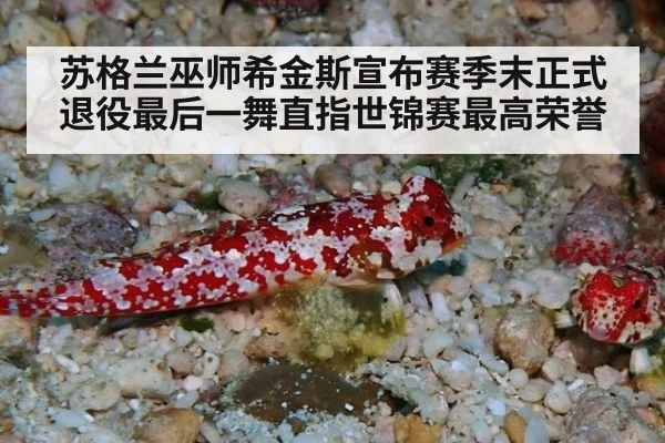 苏格兰巫师希金斯宣布赛季末正式退役最后一舞直指世锦赛最高荣誉